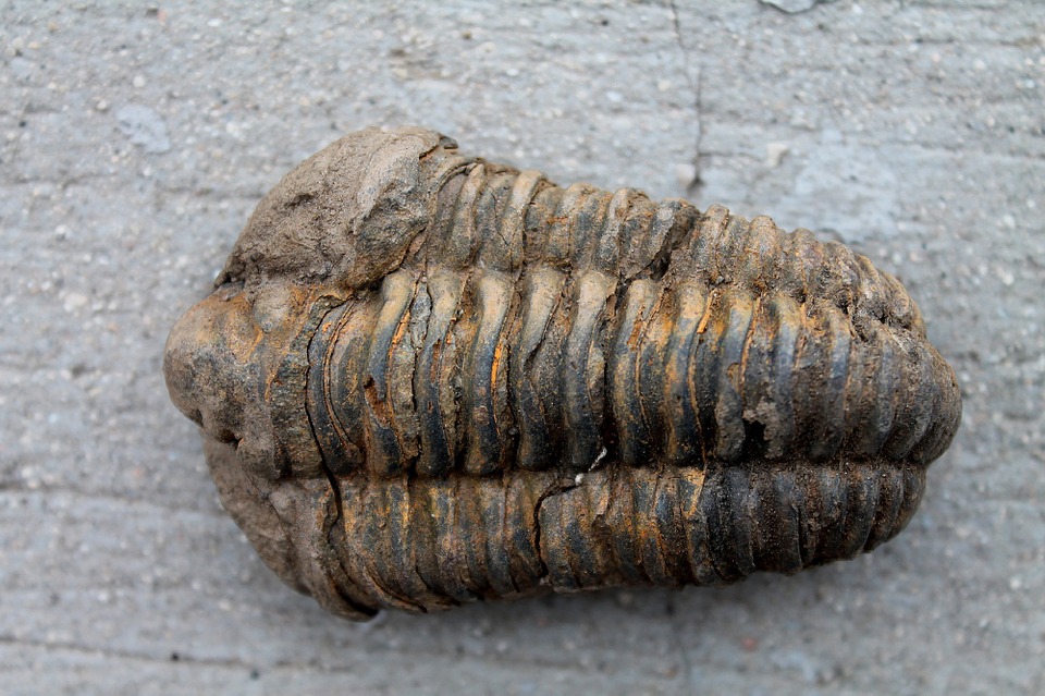 trilobite