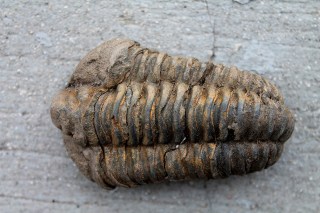 trilobite